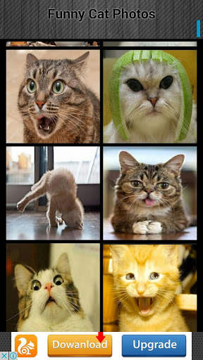 Funny Cat Photos screenshot 2