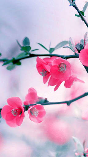 Flower Wallpaper 4K, Floral Background: Flowery screenshot 13