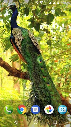 Peacock Wallpaper screenshot 1