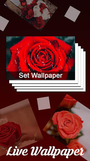 Red Rose Live Wallpaper :HD 2020 3 تصوير الشاشة
