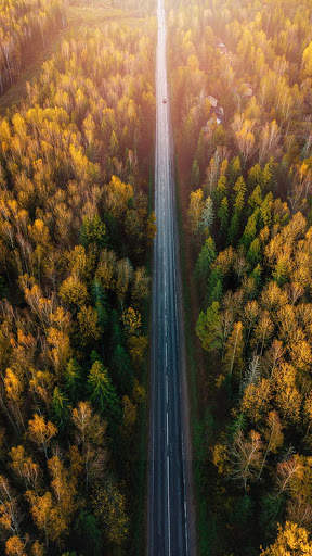Forest HD Wallpapers 4 تصوير الشاشة