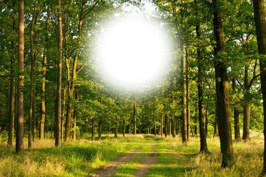 Forest Photo Frame 8 تصوير الشاشة