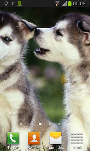 Husky live wallpaper screenshot 1