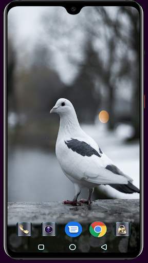 HD Pigeon Wallpaper screenshot 12