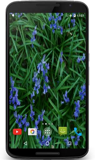 Bluebell flower Live Wallpaper screenshot 1