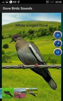 Dove Birds Sounds screenshot 7