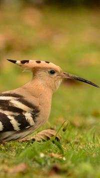The Hoopoe Bird Wallpapers HD screenshot 8