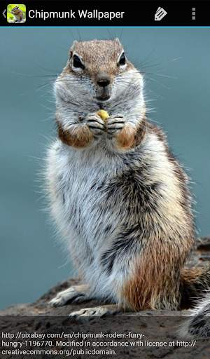 Chipmunk Wallpaper screenshot 4