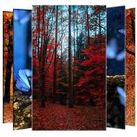 Forest Wallpapers and Backgrou