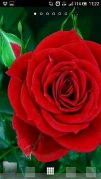 Best rose wallpapers स्क्रीनशॉट 1