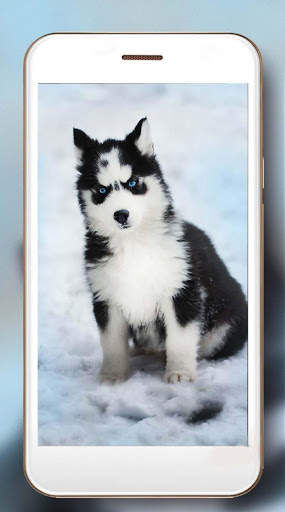 Husky Puppy Live Wallpaper screenshot 5
