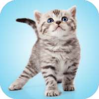 Kitten Sounds on 9Apps