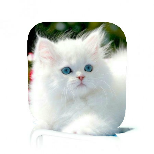 Cat Care icon