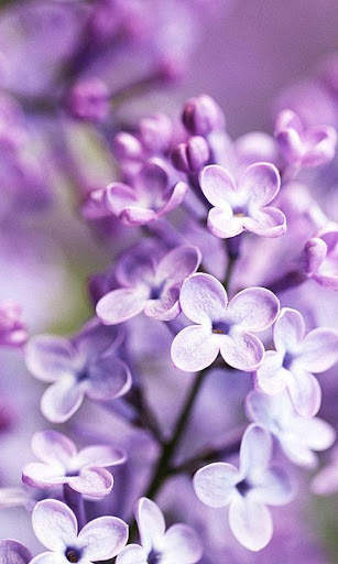 HD Lilac Flower Live Wallpaper screenshot 12