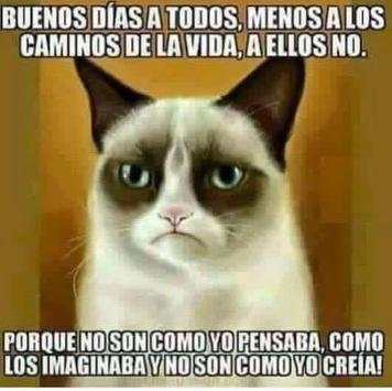 Fotos Memes 2017 screenshot 4