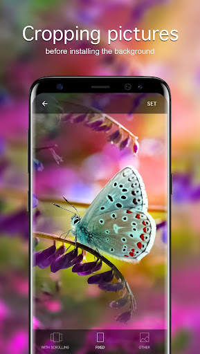 Butterfly Wallpapers 4K screenshot 3