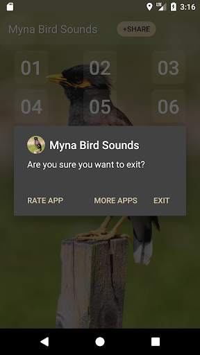 Myna Bird Sound Ringtones screenshot 5