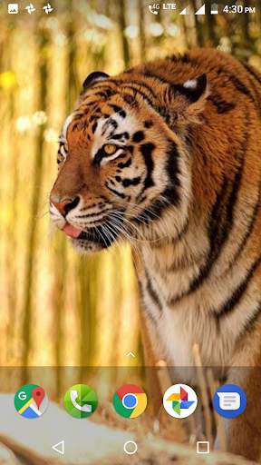 Tiger Wallpapers HD 1 تصوير الشاشة