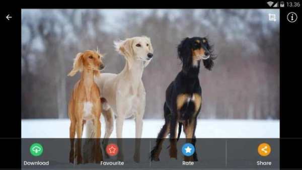 Saluki Dog Wallpaper screenshot 9