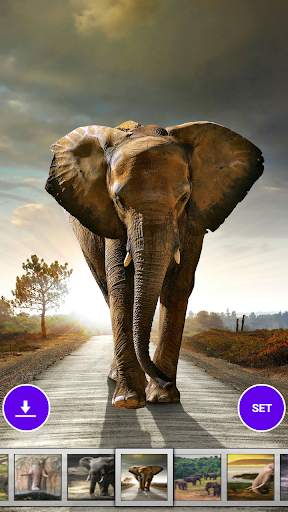 Elephant Wallpaper screenshot 1