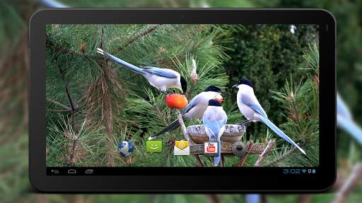 4K Garden Birds Video Live Wal screenshot 6