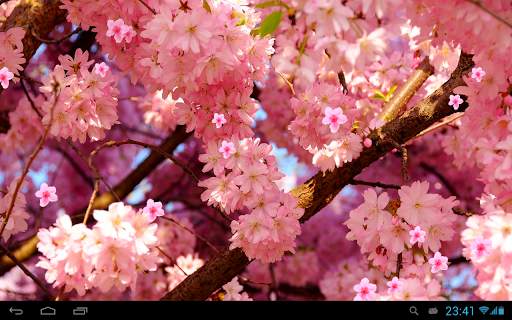 Sakura Live Wallpaper screenshot 8