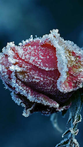 Rose Wallpaper HD & 4k Backgrounds screenshot 6