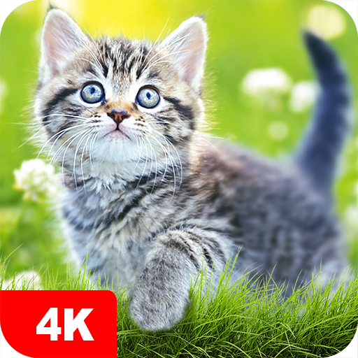 Cat Wallpapers &amp; Cute Kittens icon