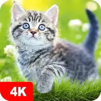Cat Wallpapers & Cute Kittens on 9Apps
