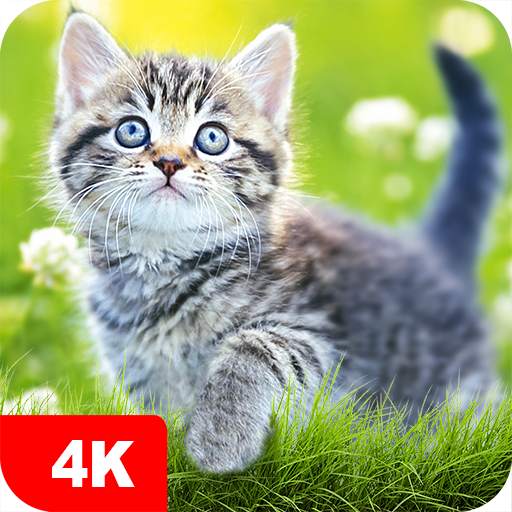 Cat Wallpapers & Cute Kittens 5.7.7