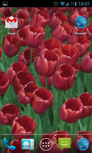 Red Tulips Live Wallpaper HD screenshot 4