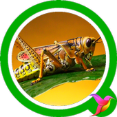 Cricket Sounds icon