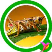 Cricket Sounds 1.5