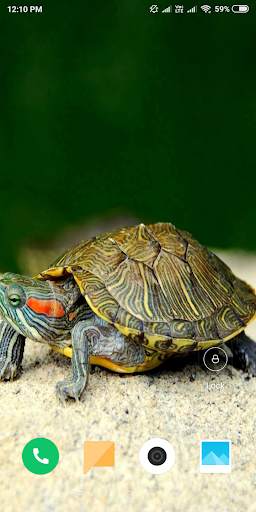 Turtle HD Wallpaper screenshot 7