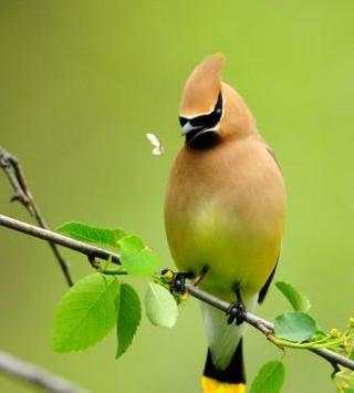 bird wallpaper screenshot 4