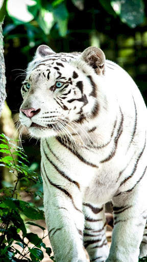 Tiger Wallpapers 4K screenshot 6