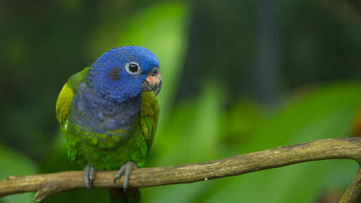 Parrots Live Wallpaper : 7fon & LWP screenshot 7