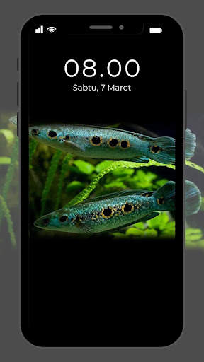 Wallpaper Ikan Channa screenshot 7