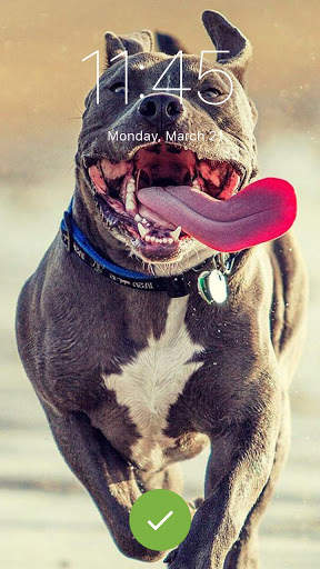 Pitbull Nice Dogs Wallpaper Lock Screen screenshot 2