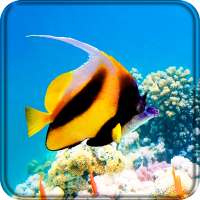 Aquarium Live Wallpaper