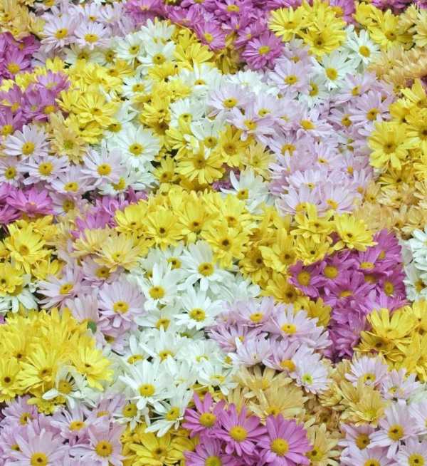 Beautiful Flowers Wallpaper screenshot 13