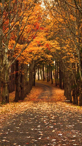 Autumn Wallpaper screenshot 3