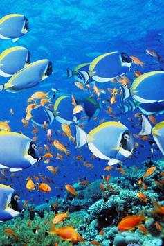 Fish Wallpaper screenshot 1