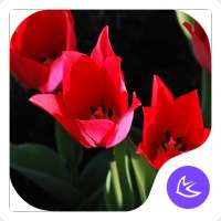 Gorgeous-APUS Launcher theme