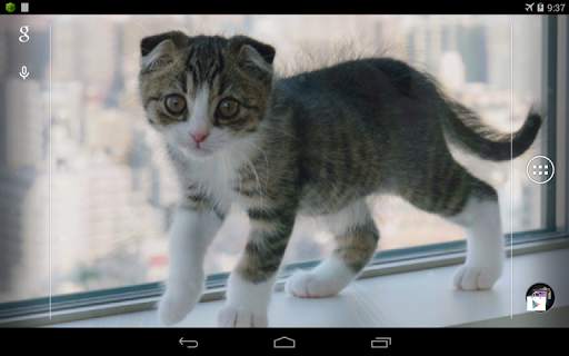 Scottish Fold Cat LWP 7 تصوير الشاشة