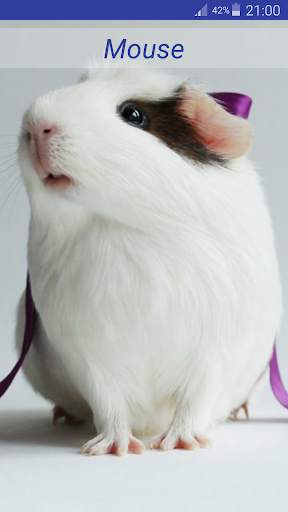 Cute Animal Sounds screenshot 9