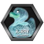 X-ray 1.03