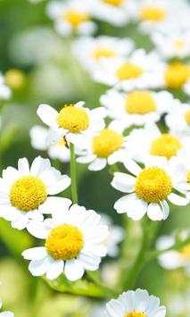 Daisy Photo LWP screenshot 1