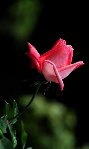HD Rose Flowers Live Wallpaper screenshot 10