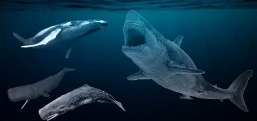 Monster Sharks : Shark Games screenshot 2